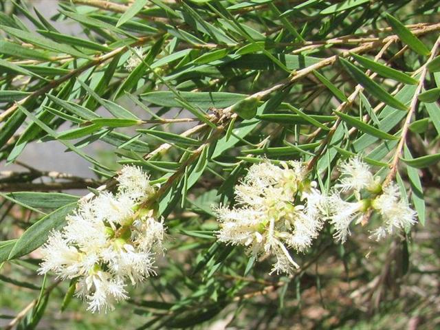 Cajeput Essential Oil